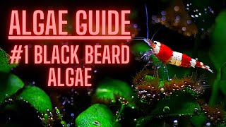 AQUARIUM ALGAE GUIDE Ep #1 Black Beard Algae - How to KILL BBA