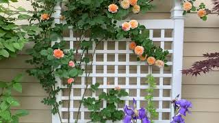 The Impressionist Rose - Short Review