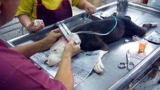 Should The Practice of Cutting Dogs&#39; Tails and Cropping Ears End?