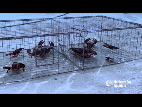 How Seafood is Caught: Traps