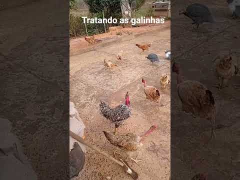 Tratando as galinhas Entre Folhas MG