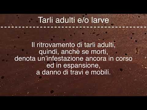 Guida per scoprire e riconoscere la presenza di tarli del legno