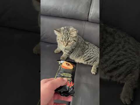 Ich kann dir das nicht geben! Giftig für dich! #katze #gift #pets #catlovers