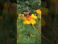 Nature November 12 2023