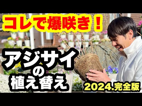 アジサイの移植:こうやってやる 植物