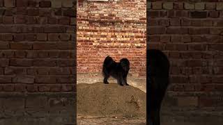 Gaddi Dog in India 🇮🇳