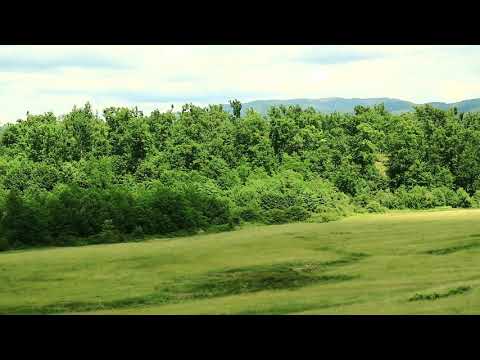 La marginea pădurii vara