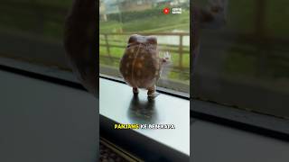 Download lagu The Funny Process of a Frog From Egg to Adult mp3