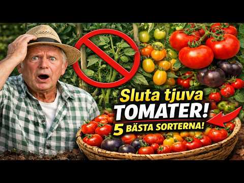 Sluta tjuva tomater! 🍅 5 sorter för en lat och riklig skörd
