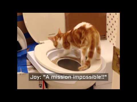 Cat Toilet Training Step by Step