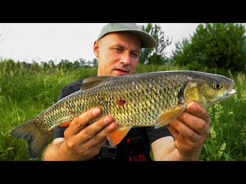 DZIKA RYBA na SPŁAWIK ! WĘDKARSTWO SPŁAWIKOWE 2021 - FISHING