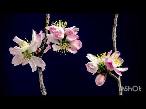 Iosif Ivanovici  - Waves of the Danube Waltz