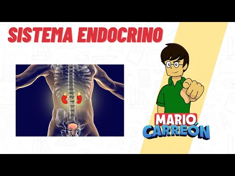 Sistema Endocrino 🧠