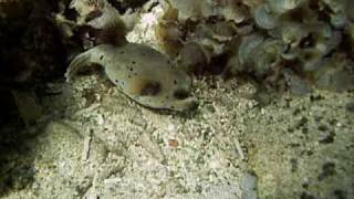 preview picture of video '31 Aug: Dog-faced or Black-spotted Pufferfish while snorkeling in Northern Okinawa, Japan'