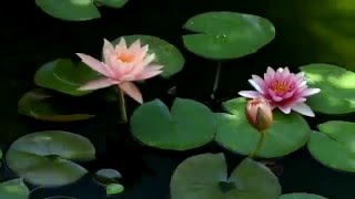 Download lagu SERENADE--THE ELEGANCE OF PACHELBEL mp3 Download lagu SERENADE--THE ELEGANCE OF PACHELBEL mp3