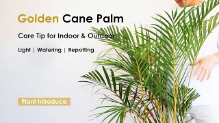 Golden Cane Palm Care for Indoor and Outdoor with Watering, Light and Repotting ect