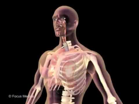 Treadmill Exercise Test