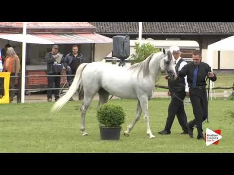 N.153 EL COSIMO - Ströhen 2015 B-Show - Stallions 7 to 9 years old (Class M)
