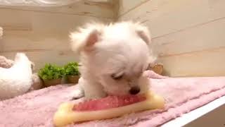 ハーフ犬の動画01