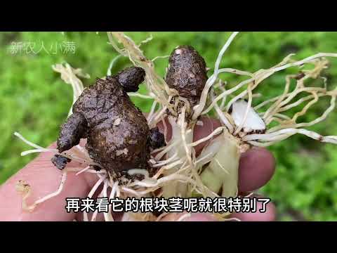 犁頭尖屬