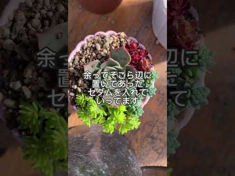  4月下旬の霜から植物を守るにはどうすればよいですか？若い植物を保存するための効果的な方法  庭園