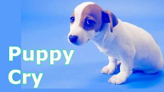 Puppy Crying Sound   ~ Dog Crying Sound Effect to 