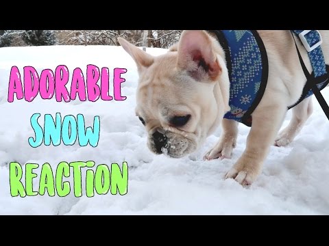 FRENCH BULLDOG REACTS TO SNOW!! 🐶❄️ Video