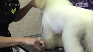 Grooming Guide - Bichon Frisé Pet or Salon Trim - Pro Groomer