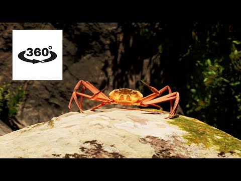 [VR 360°] fan-made Crab Rave (by Noisestorm): Snow Crab Rave Virtual Reality 360° Music Video