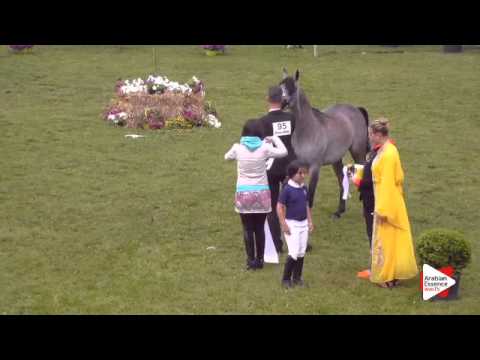 3rd Place N.95 HF SANTIAGO DE MAGNIFIQUE - Ströhen 2015 B-Show - Junior Colts Championship (Class Q)