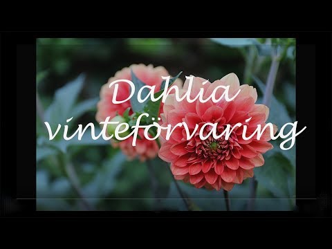 , title : 'Dahlia vinterförvara'