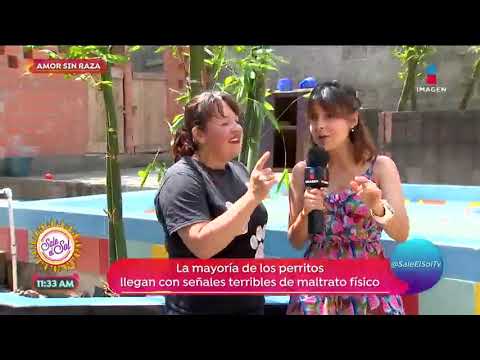 Ana Alicia visitó el refugio de animales 'Amor sin raza' | Sale el Sol