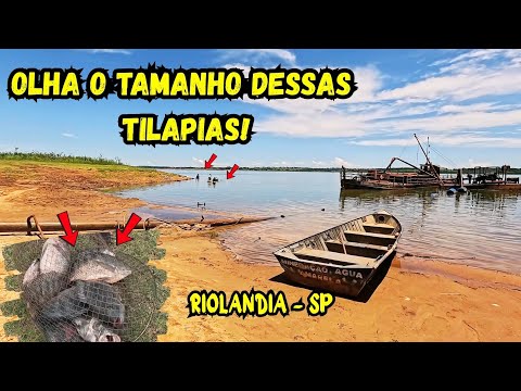 SONHO de todo pescador! Tilápias GIGANTES em Riolândia — Pescaria Raiz 🎣