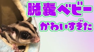 フクロモモンガついに脱嚢しました