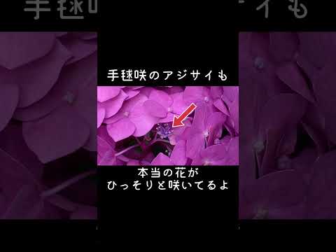 アジサイの開花を促進するのに最適なマルチは何ですか?  庭園