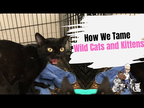 Episode 54: How We Tame Wild Cats and Kittens
