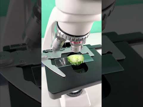 Would you still eat a cucumber after seeing it magnified 400 times? #microscope