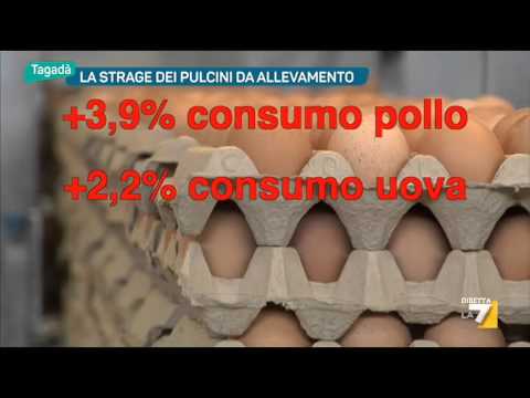 La strage dei pulcini da allevamento