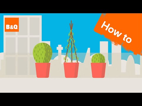 How to grow peas in a pot