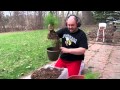 Mandrake Re Potting