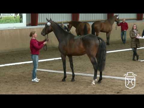 Holsteiner Stuteneintragung 2016 - Nordfriesland - vierter Schrittring