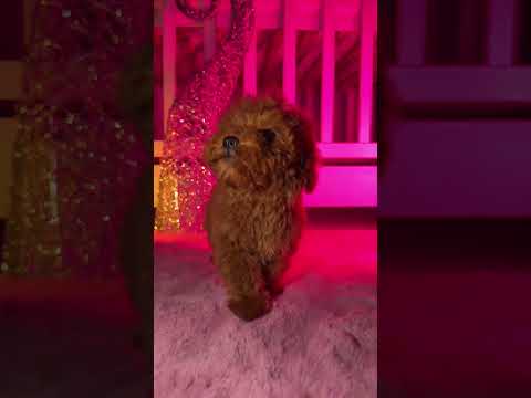 Toy Poodle puppy for sale