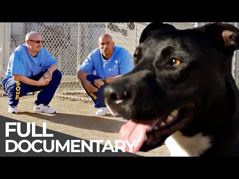 download lagu mp3 mp4 Prison Dogs, download lagu Prison Dogs gratis, unduh video klip Prison Dogs