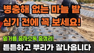 마늘 양파 밑거름 이렇게 하면 굵고 수확량이 늘어납니다! 씨마늘 종자소독 심는방법