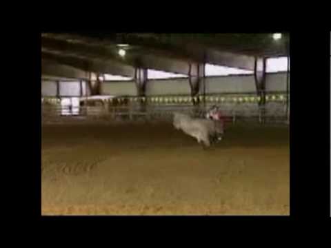 Don't mess with the bull