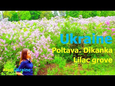 Ukraine Inside: Center street of Poltava | Lilac grove in Dikanka