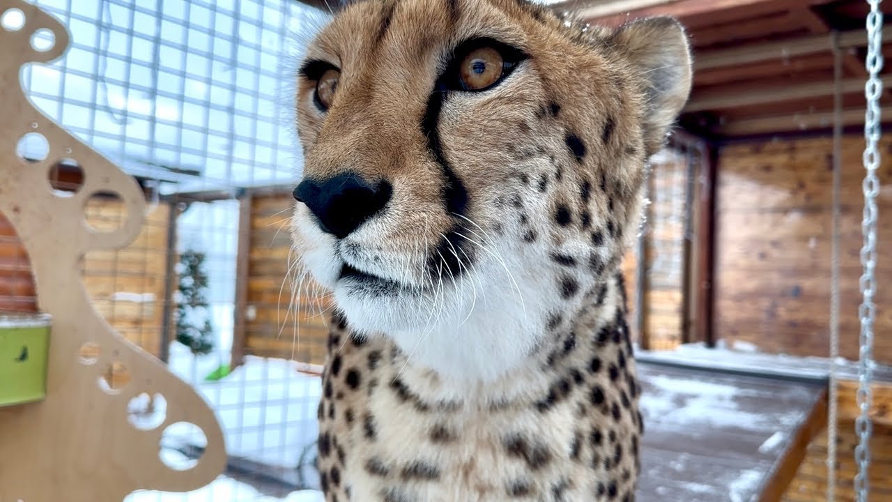 Чудесное мурчание гепарда😍| The cutest purring from cheetah 😍