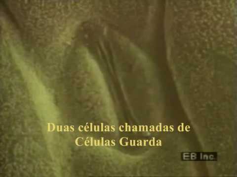 Estômatos e transpiração