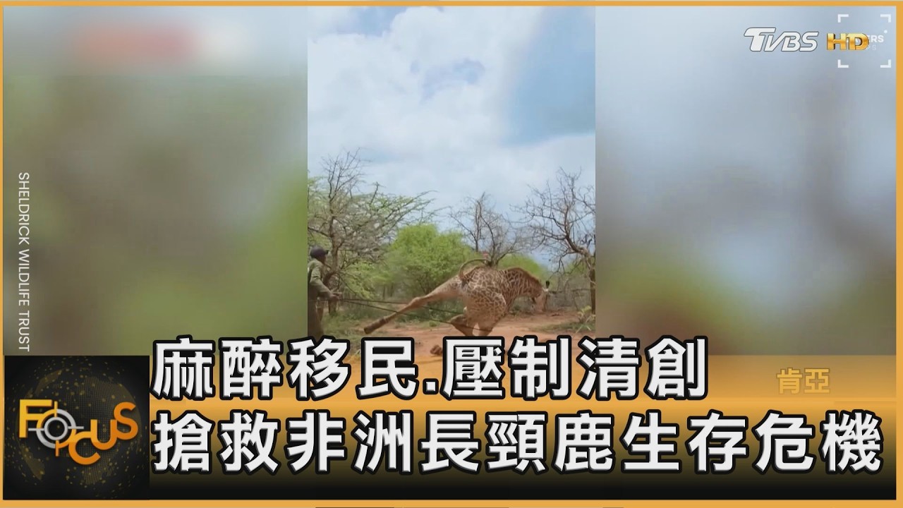 麻醉移民.壓制清創 搶救非洲長頸鹿生存危機