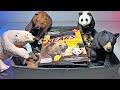 Bears Collection Sun Bear Panda Bear Moon Bear Kermode Bear Grizzly Bear Black Bear